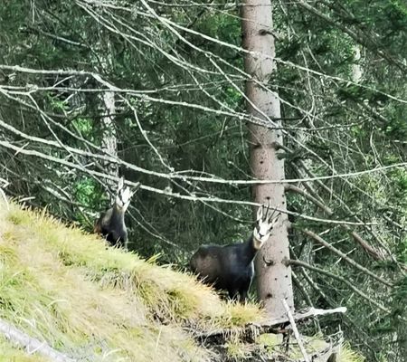 Bildgalerie - Steiner Alm und Umgebung in Matrei in Osttirol | Bild von Wibmer Ingemar