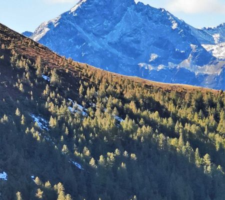 Bildgalerie - Steiner Alm und Umgebung in Matrei in Osttirol | Bild von Wibmer Ingemar